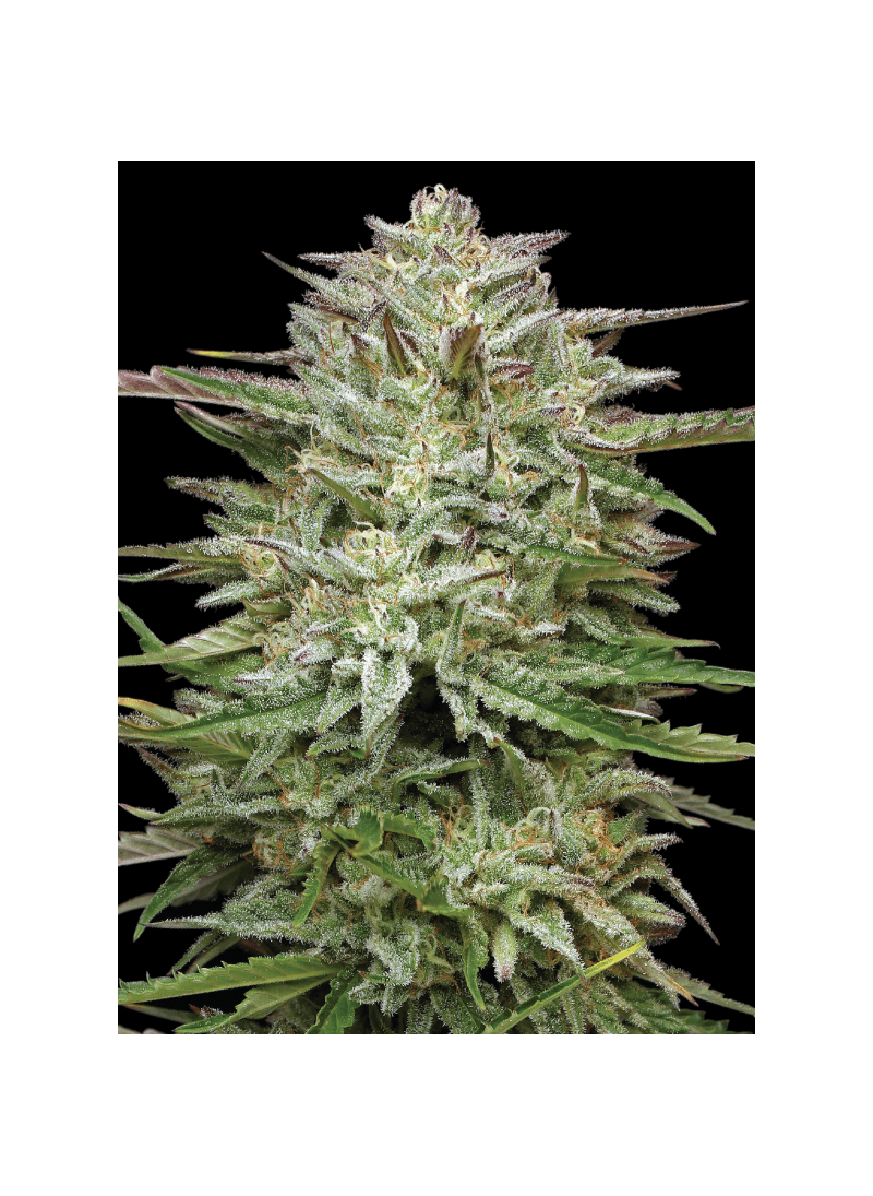 Pound Town Auto, Фасовка: 3, изображение 2